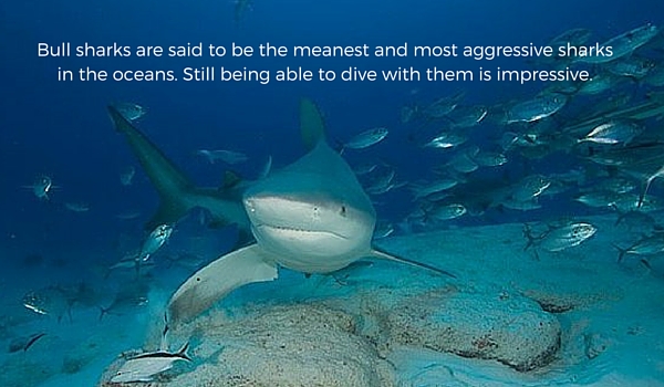Scuba_diving_with_bull_sharks