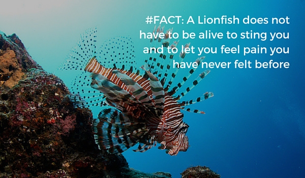 Hunt_lionfish_safe