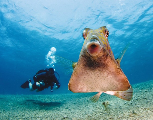 download your scuba dive checklist