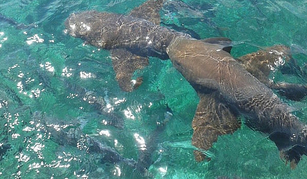 Hol Chan Marine Reserve.