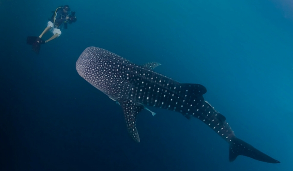 Whale_sharks_belize