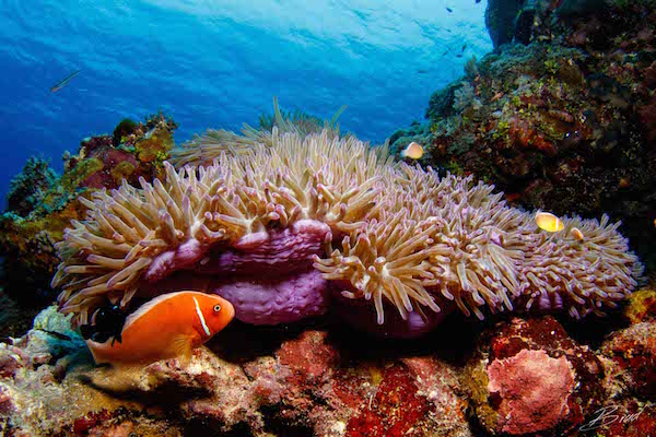 Clown_fish_on_pink_anemone_in_yap