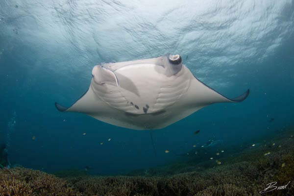 Manta_in_shallow_water