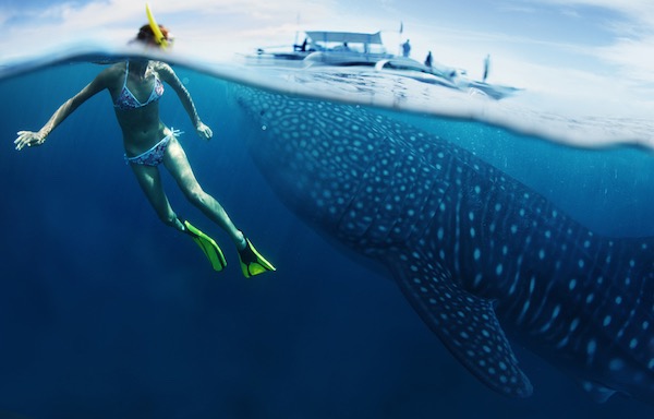 Snorkeling_with_whale_sharks