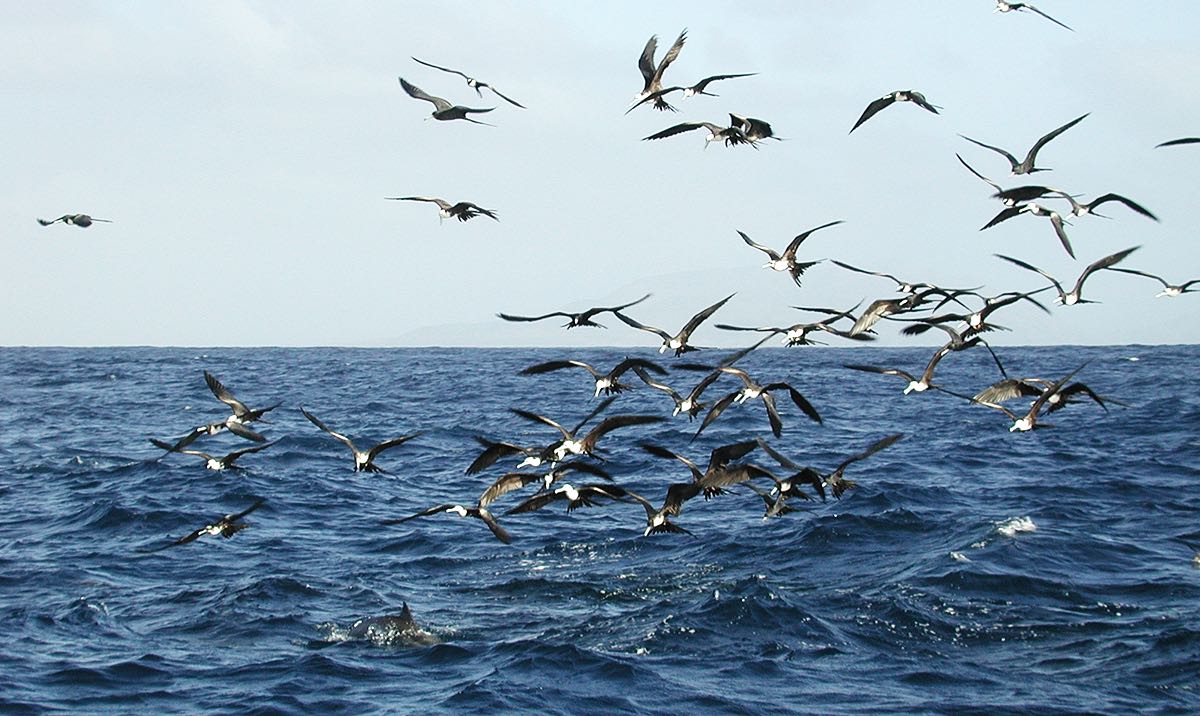Bird_circeling_bait_ball