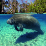 Thumb_manatee2