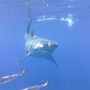 Thumb_greatwhite_tom_cagedive