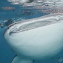 Thumb_whale_shark_snorkel_imersion
