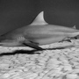 Thumb_bull_shark_playa_del_carmen