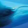 Thumb_great_barrier_reef_minke_whale_eye
