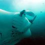 Thumb_manta_ray_costa_rica