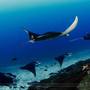 Thumb_addu_attol_maldives_manta_rays_