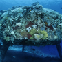 Thumb_best_dive_site_in_sudan_precontinent_ii_