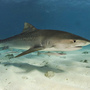 Thumb_tiger_shark