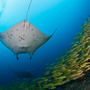 Thumb_komodo_scuba_dive