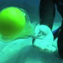 Thumb_egg_underwater