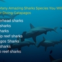 Thumb_sharks_species_galapagos