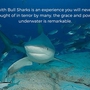 Thumb_diving_with_bull_sharks