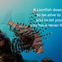 Thumb_lionfish_hunt__2_