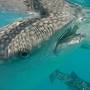 Thumb_whaleshark_bohol