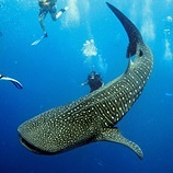 Whalesharks_and_divers