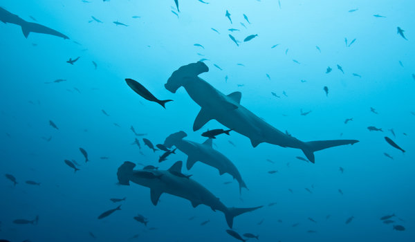 Hammerhead shark Galapagos