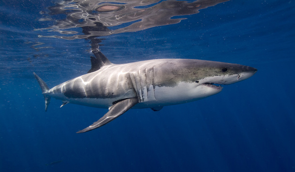 8 Great White Shark Facts And 9 More Facts About Sharks
