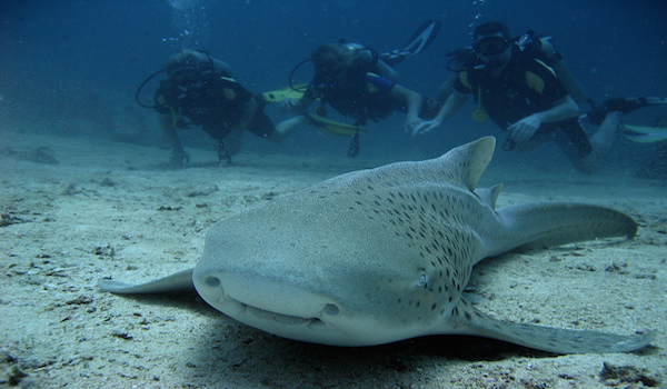 About Scuba Diving In Thailand